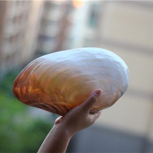 Free shipping Natural Oversized Conch Shell Coral Double-Sided Pearl Mussel Sea Mussel Home Creative Collection Decoration Gift