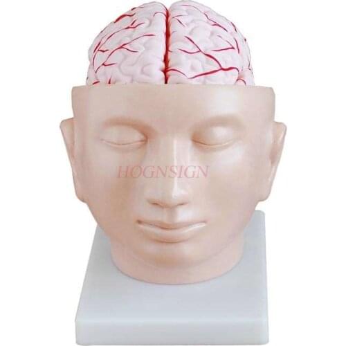 Head model head with cerebral artery model intracranial brain structure cerebral artery anatomy teaching medical teaching aids