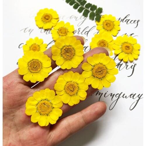 60pcs 20-25mm Pressed Dried Yellow Chrysanthemum Multicaule Flower Plant Herbarium For Jewelry Postcard Bookmark Phone Case DIY