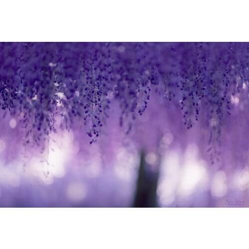 Lilac tree purple bokeh backdrop High quality Computer print wall photography backgrounds