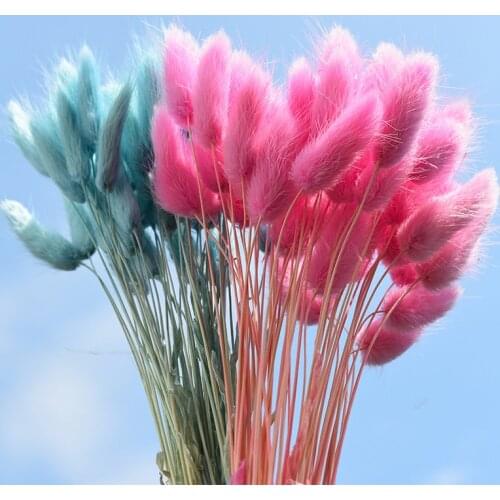 60Pcs/lot Gradient Lagurus Ovatus Natural Dried Flowers Bouquet Wedding Home Decorations Rabbit Tail Grass Real Flowers