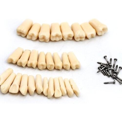 28 PCS / Bag Resin Simulation Tooth Grain Dental Model For Dentist Exam Preparation Teaching