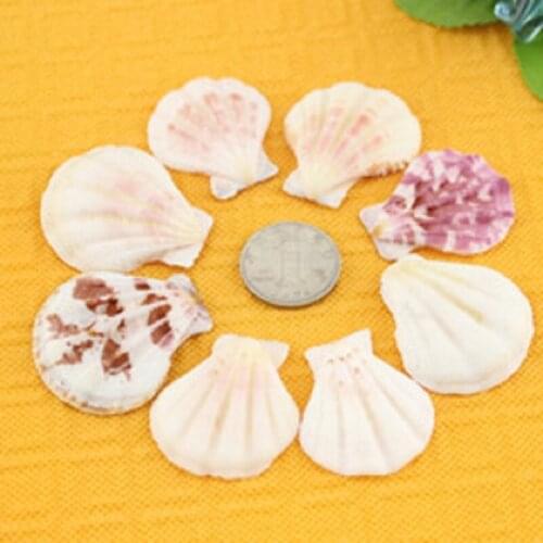 20pcs/pack 3-4cm Mix Natural Sea Shell Aquarium Decoration Mediterranean Style DIY Beach Shells Crafts Fish Tank Decor Ornaments