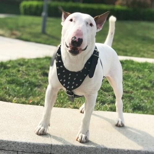 Pet Strap Studded Rivets PU LeatherSafe Walking Collar Small Medium Dogs Vest Harness Strap Pet Supplies