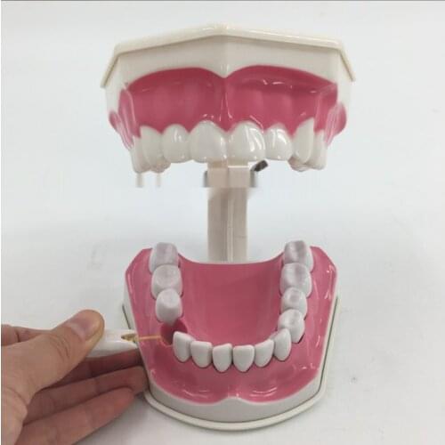 Oral health care dental model Kindergarten teaching aids Children brush their teeth toy dental demonstration structure