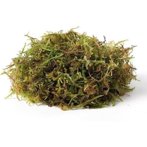100g/pack Natural Dry Plant Moss Green Plants For Home Garden Patio Decoration Succulent Nutrition