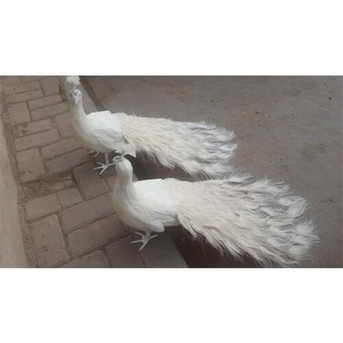 A pair of cute real life peacocks model foam&feather beautiful white peacocks bird gift about 80cm XD0071