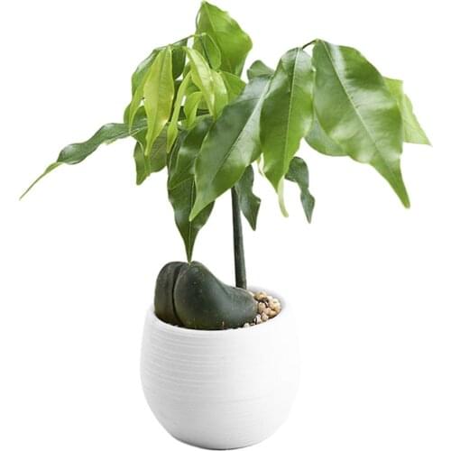 Best Selling 2021 Products Mini Colourful Round Plastic Plant Flower Pots Home Office Decor Round Plastic Planter Flower Pot