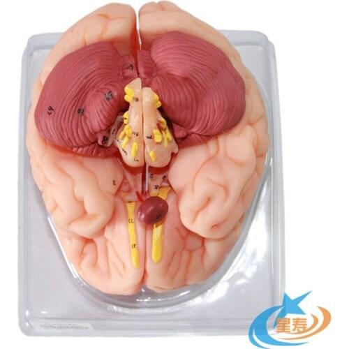 9parts 98 marks PVC Human brain anatomical Pons medulla Interbrain Cerebellum Brain stem midbrain model