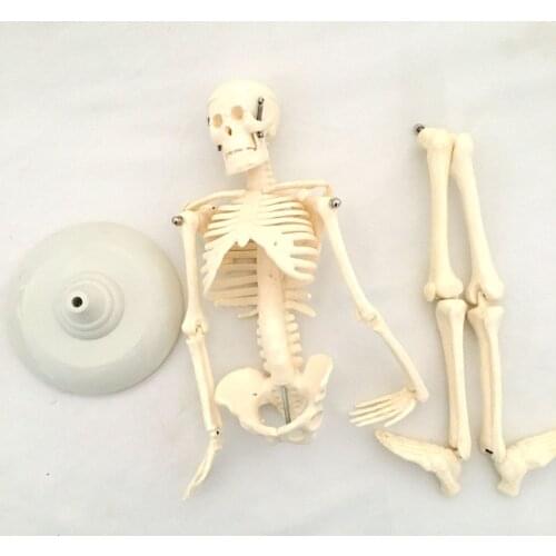 Children Body Skeleton Models Can Be Assembled Kids Human Realistic Skeleton Bone Models Medical Science Educational Supplies