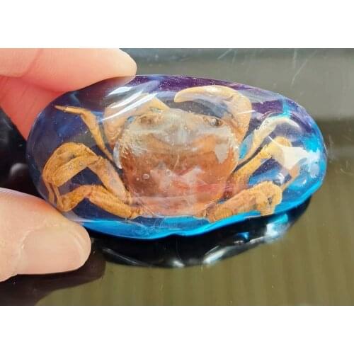 Fashion big size real crab blue back keychain