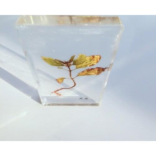 Sesame Leaf Resin Embedded Specimen Real Plant Embedded Specimen Real Leaf Specimen Leaf Amber Biological Botany Teaching Aids