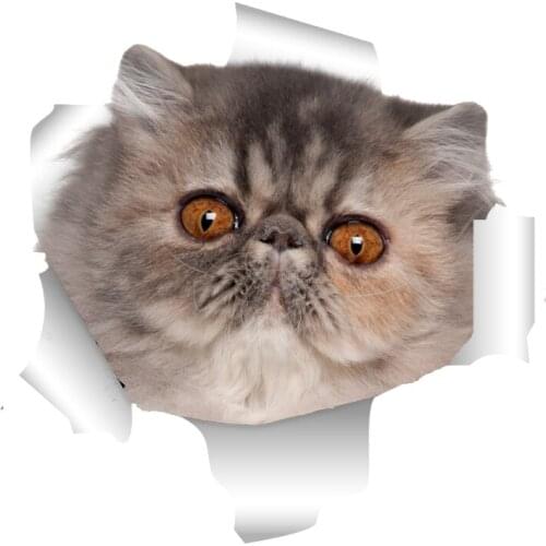 Three Ratels 3D Staffordshire Terrier Cat Stickers Super Staffie decal on Wall Fridge Toilet car bike