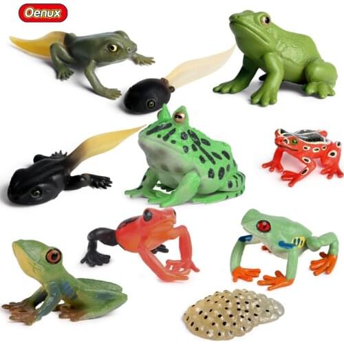 Oenux Simulation Wild Animals Frog Growth Cycle Action Figures Model Tadpole Bullfrog Figurine Educational Miniature Kids Toys