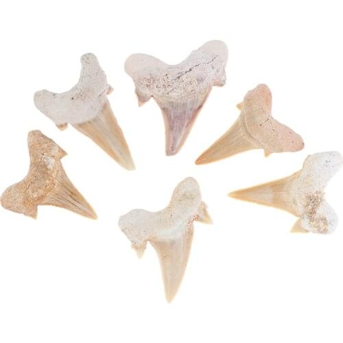 Megalodon Tooth Fossil Shark Teeth Marine Biology Science Teaching Specimen