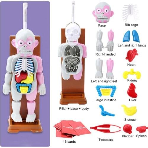 37Pcs/set Horror Mannequin Toys Educational Horrific Sounding Halloween Prop Horror Human Body Card Model Action Toy Figures