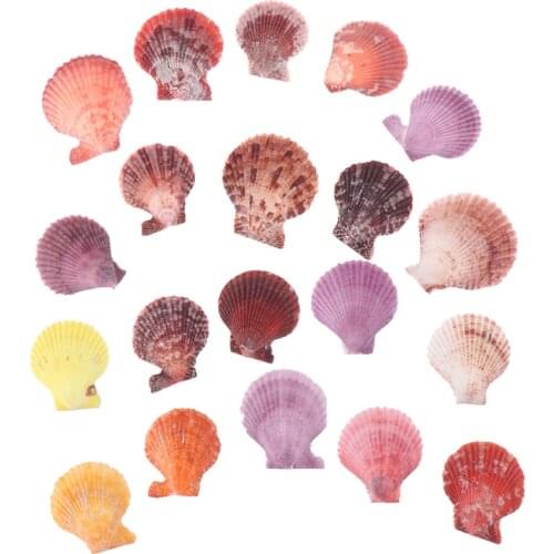5/10/20pcs Colorful Natural Seashells Decorations Scallop Shells Crafts Decor Ornament hot sale
