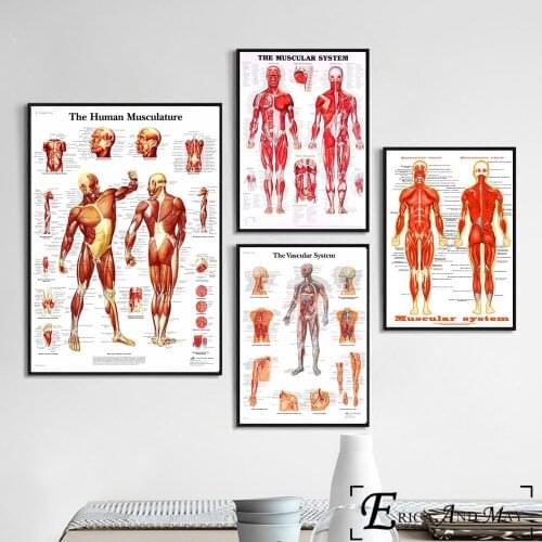 Human Body Muscular System Posters and Prints Wall art Decorative Picture Canvas Painting For Living Room Home Decor Unframed