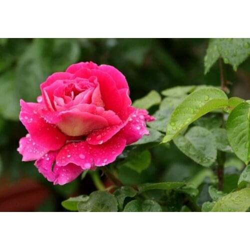 Full square diamond painting rose flower embroidery mosaic stitch diamond dotz rhinestone picture puzzle toys drawing wall decor