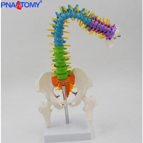 45cm Flexible Colored Spine Model Medical Teaching Tool Skeleton Anatomy Pelvis Bone Skeleton System Anatomical Model