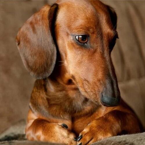 KAMY YI DIY 5D Diamond Painting New Arrival Pig Mosaic Animal Flower Embroidery Color Floral Home Decor