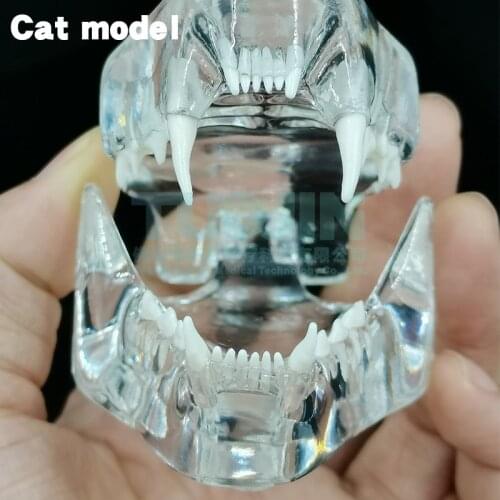 Teaching Dental Teeth Model Cat Tooth Model Catamount Cats Teeth Cat Dentition Model Medical Training Equipment