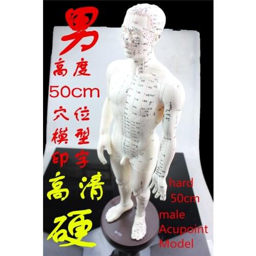 HD clear hard human Acupuncture Model 50cm male with Base Human acupuncture meridians model Acupoint Model Acupuncture massage