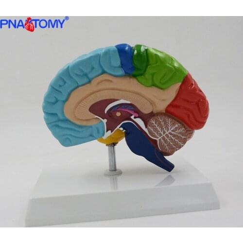 Natural size human anatomical brain model colored brain functional are medical tool with base cerebrum cerebellum model PNATOMY