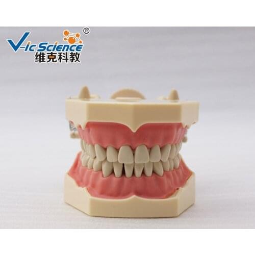 New High imitation Frasaco Model with DP Plastic Articulator
