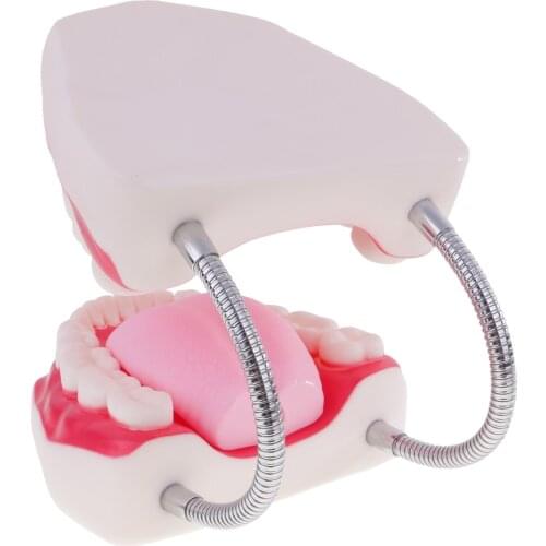 Teeth Typodont Tooth Model for Teaching Practice Lab Demonstration