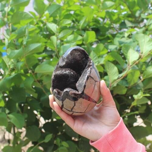 1210g Natural curvature of the furnishing articles Turtle grain stone egg Ball Septarian nodule Fossil Crystal Healing quartz