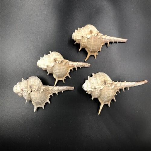 1pcs about 10cm natural shell necklace shell scrapbook jewelry bracelet home decoration nautical crafts DIY craft decorative toy