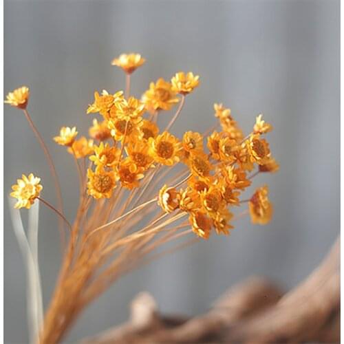50pcs/bouquet Star Chrysanthemum Dried Flower Mini Daisy Floral Arrangement Material Diy Shooting Props Home Party Decoration