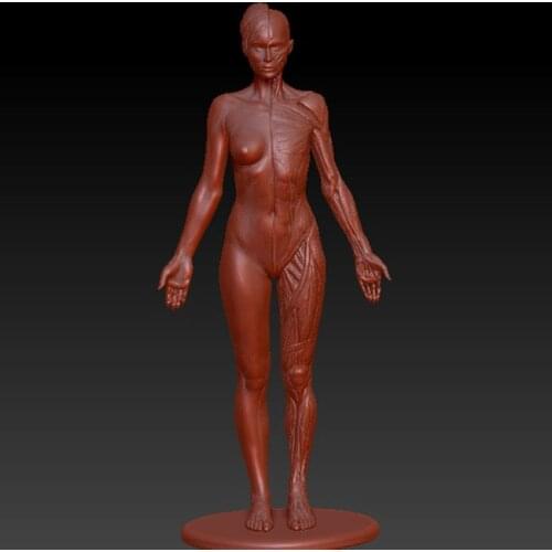 New 3D model for cnc 3D carved figure sculpture machine in STL file format -human body