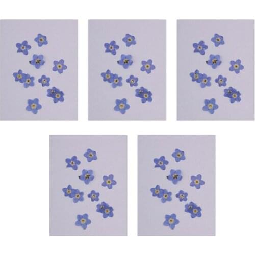 50 Pieces Mini Forget-Me-Not Real Dried Flower Embellishment for Resin Casting Phone Case Nail Art Decoration Blue