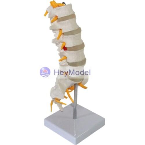 HeyModel Five lumbar sacral model cauda equina nerve model sciatic nerve spine nerve skeletal model lumbar cauda equina type I