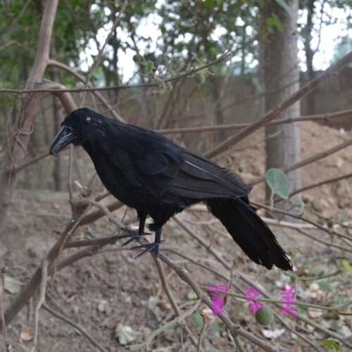 About 30cm simulation bird feathers crow toy model Halloween display specimen decoration gift y1063