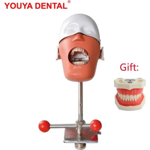 Dental Simulation Head Model Resin Teeth Implant Practice Model Dentistry Phantom Manikins Dentist Training Teaching Tooth Model