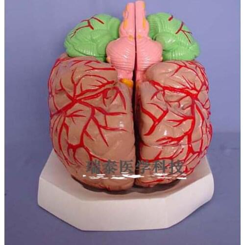 Advanced brain model with Blood vessel Can be assembled Cranial nerve 3X