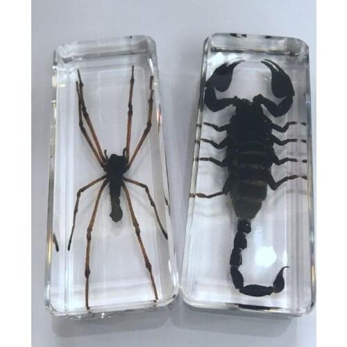 FREE SHIPPING YQTDMY 2 PCS Vintage Black Scorpion Spider INSECT Desktop Paperweight Crafts