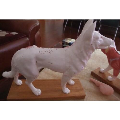 Dog Anatomical model dog acupuncture point model animal model dog model