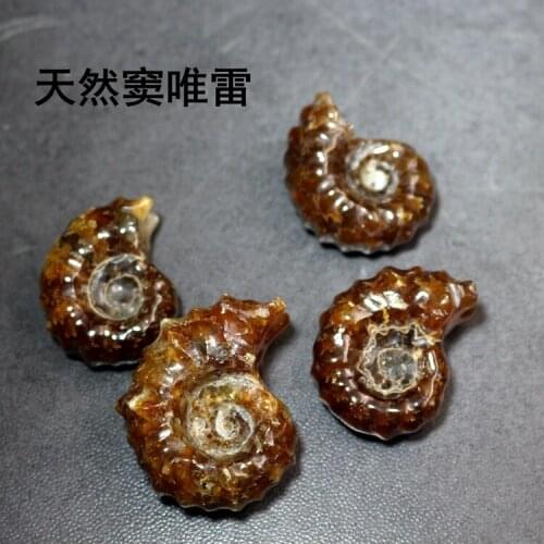 Natural Polished Ammonite Fossil Specimen Ancient Marine Fossil Specimen Paleontological Fossil Geography Teaching Materials