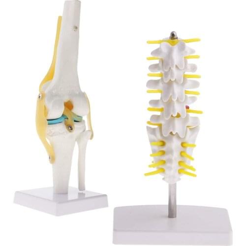 1: 1 Human Knee Joint + 15cm Lumbar Vertebra Skeleton Model Human Organ Anatomical Model for School Teaching Tool Lab Supplies