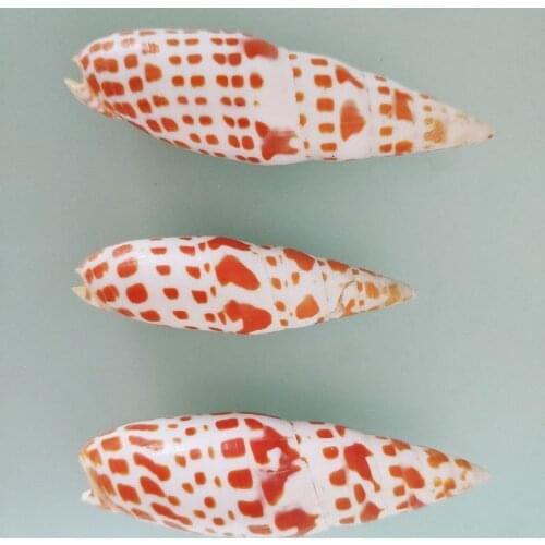 Ocean Sea shells Wedding Decor Beach Theme Party, Seashells Home Decorations, Fish Tank, sea star