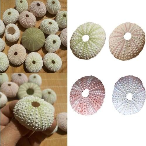 4Pcs Natural Sea Urchin Shells Delicate For Household Fish Tank Decoration Durable Pineapple Planting Pots Conch Shells