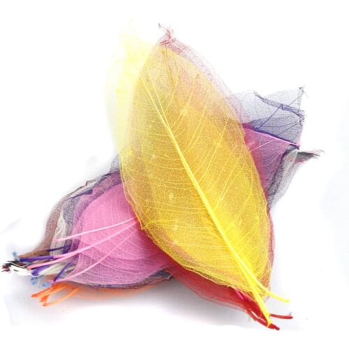 50 Mixed Color Assorted Natural Magnolia Skeleton Leaf Leaves Card Decor Scrapbook Craft Supply Skeleton Leaves