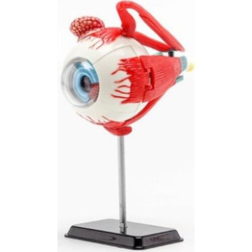3D Mini Eyeball Anatolly Model 35 pcs Assembled Human Anatomy Model Gift for Children