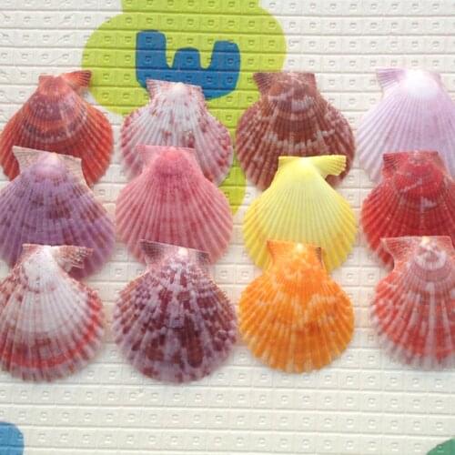 60pcs/lot For dec oration shell natural conch shell multicolour 3to 5cm escallop colorful scallop