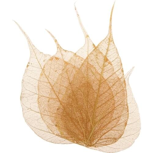 5 Pieces Crafts Pressed Dried Leaves Golden Natural Skeleton Leaves DIY Scrapbooking Wedding Party Festival Decoration Supply