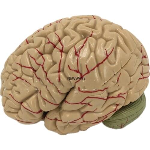 Cerebral Artery Model Brain Anatomy Model Brain Model Brain Stem Model Brain Structure Model Neurology